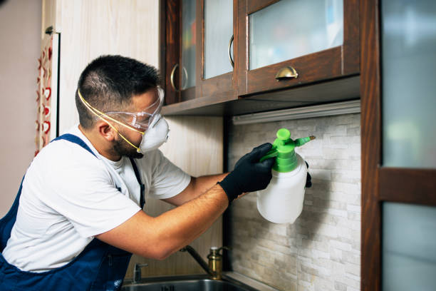 Best Flea Control Services  in Leona Valley, CA