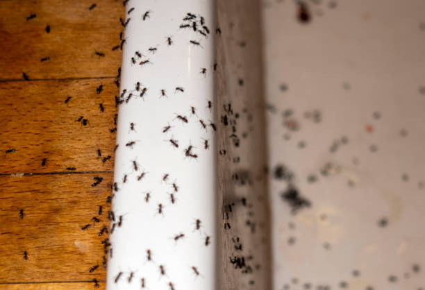 Best Pest Control Near Me  in Leona Valley, CA