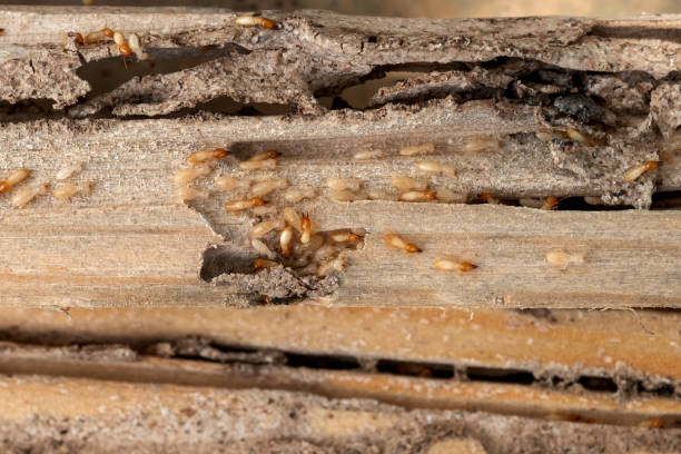 Best Residential Pest Control  in Leona Valley, CA