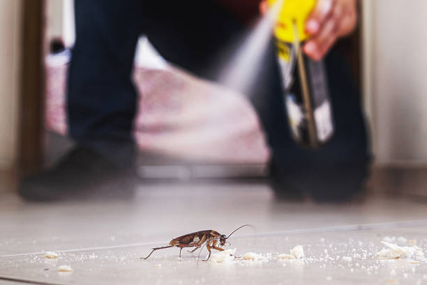Best Rat Extermination Near Me  in Leona Valley, CA
